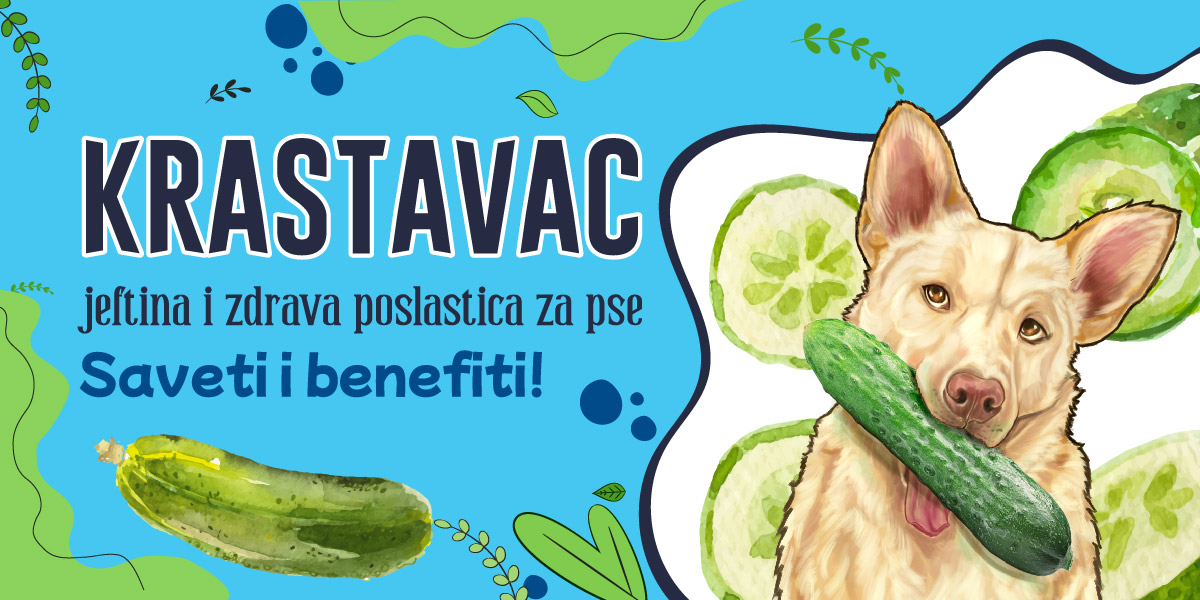 Krastavac, jeftina i zdrava poslastica za pse: Saveti i benefiti!