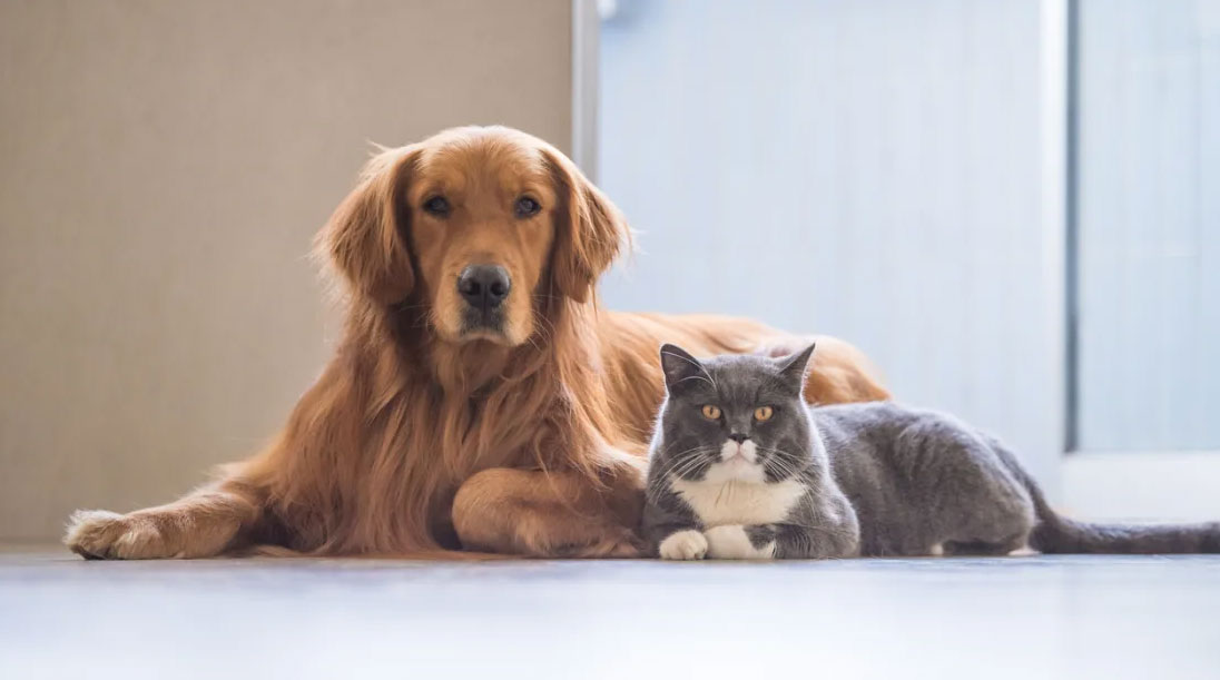 Saveti za ishranu mačaka i pasa u toku letnjih meseci